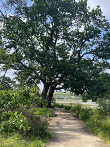arbre